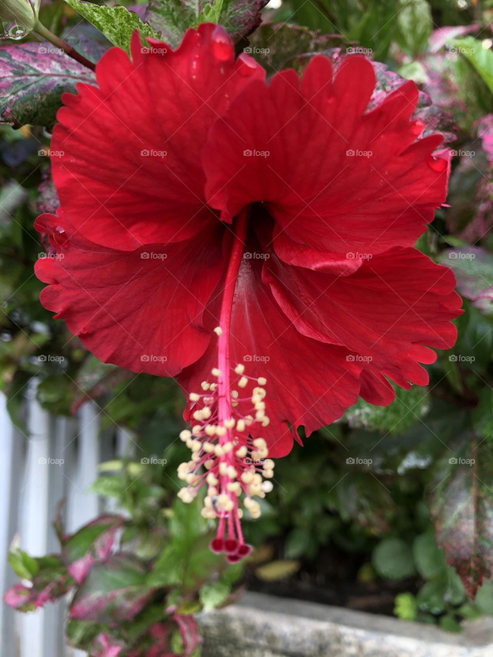 Flowers around us , Countryside ( my house)