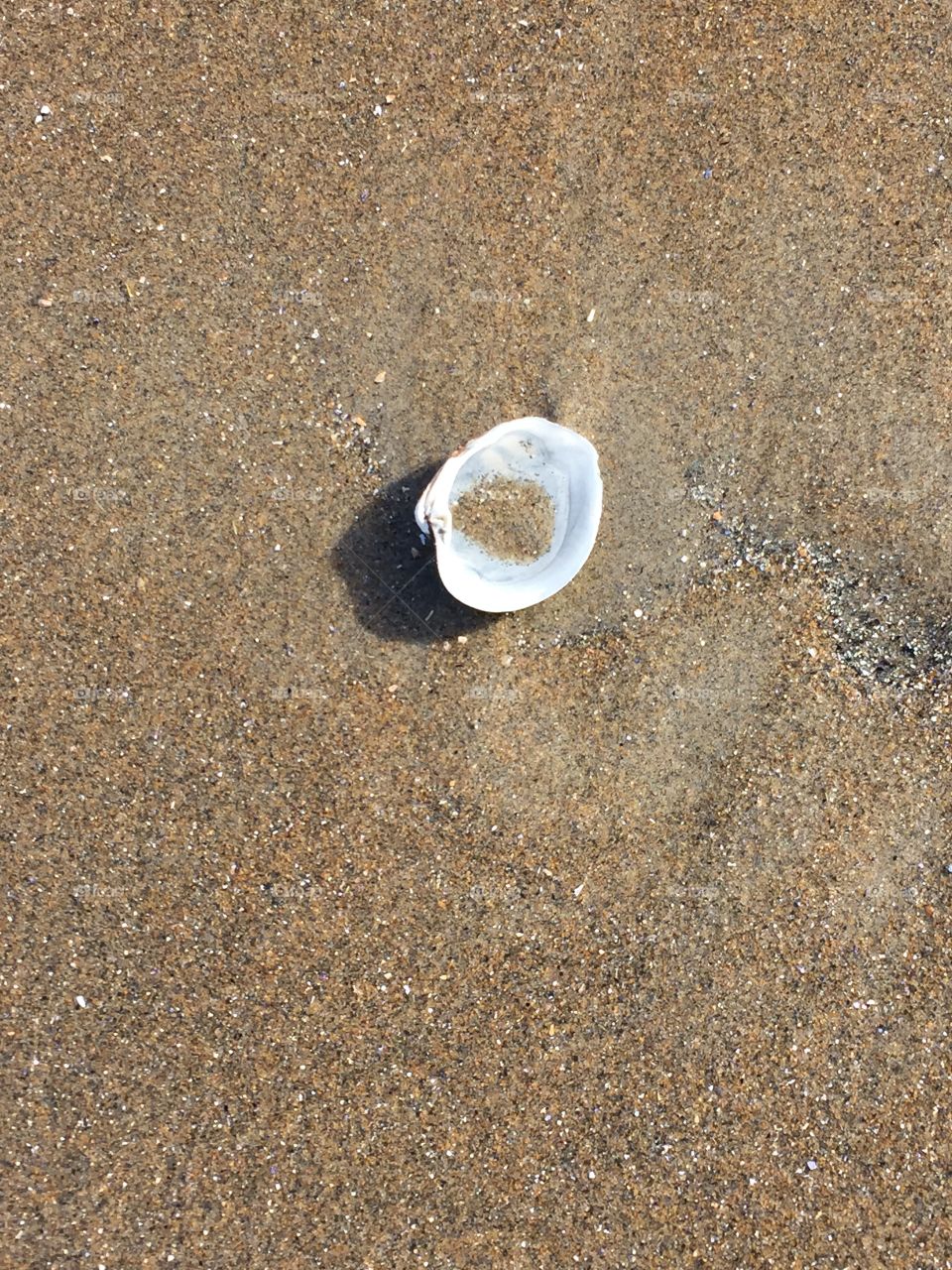 Sand, Beach, Seashore, Sandy, Shell