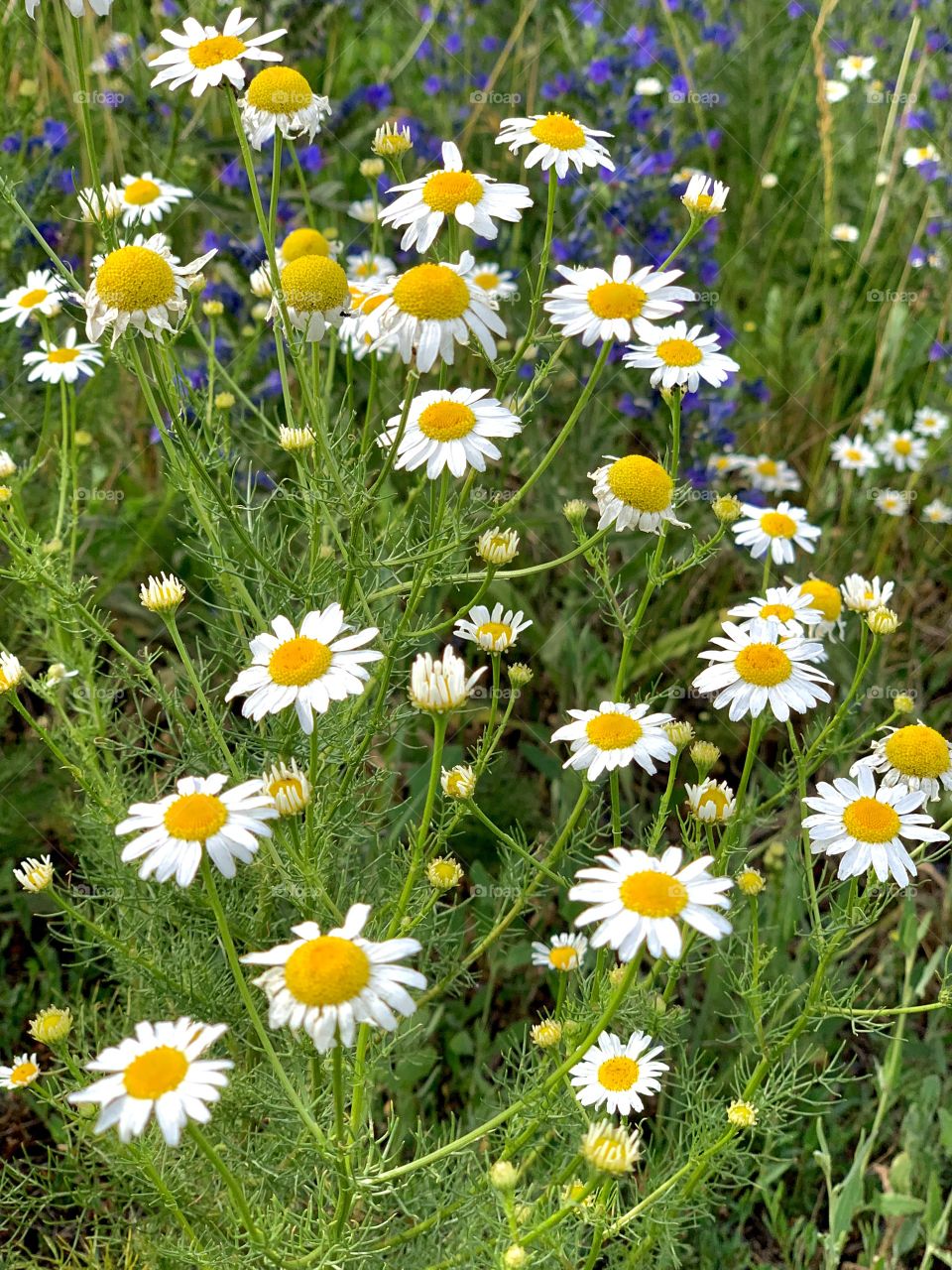 Chamomiles on a summer meadow
