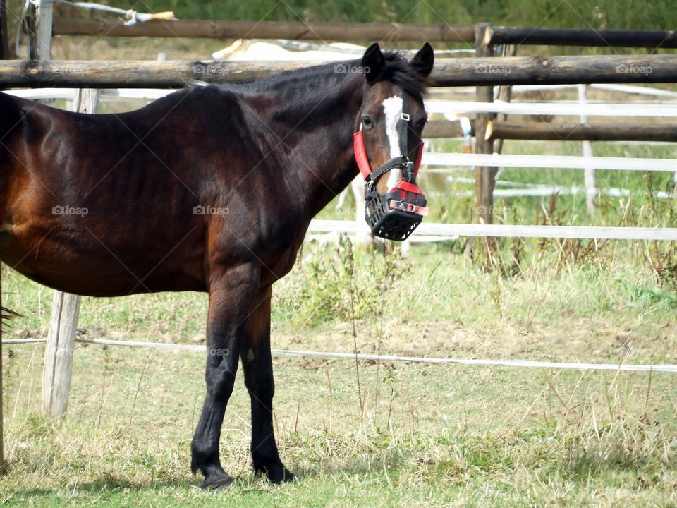 Horse and muzzle who is looking at camera