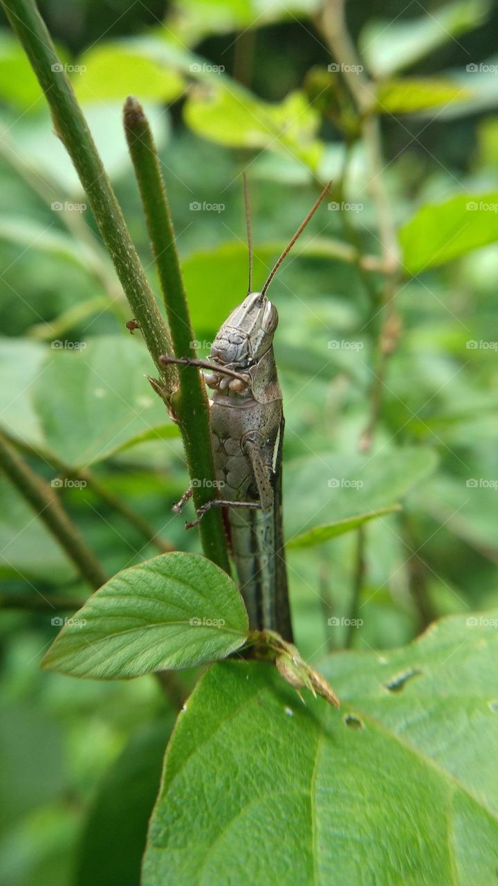 The grasshopper perched on the small tree trunk