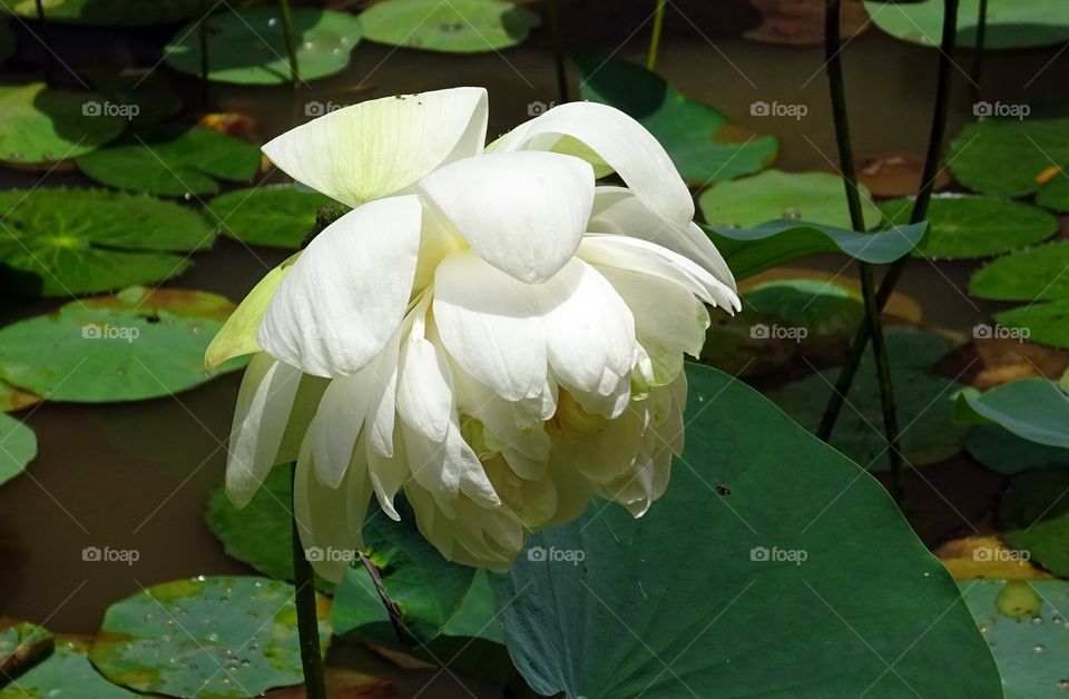 lotus wite