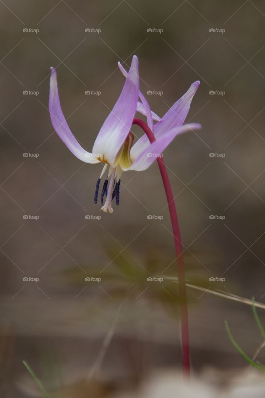 early spring cyclamen