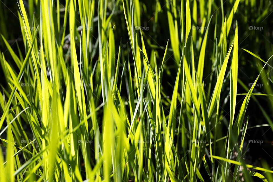 Grass leaves macro look summer mood positive vibes wonderful time hustling daydreaming naturalism green power