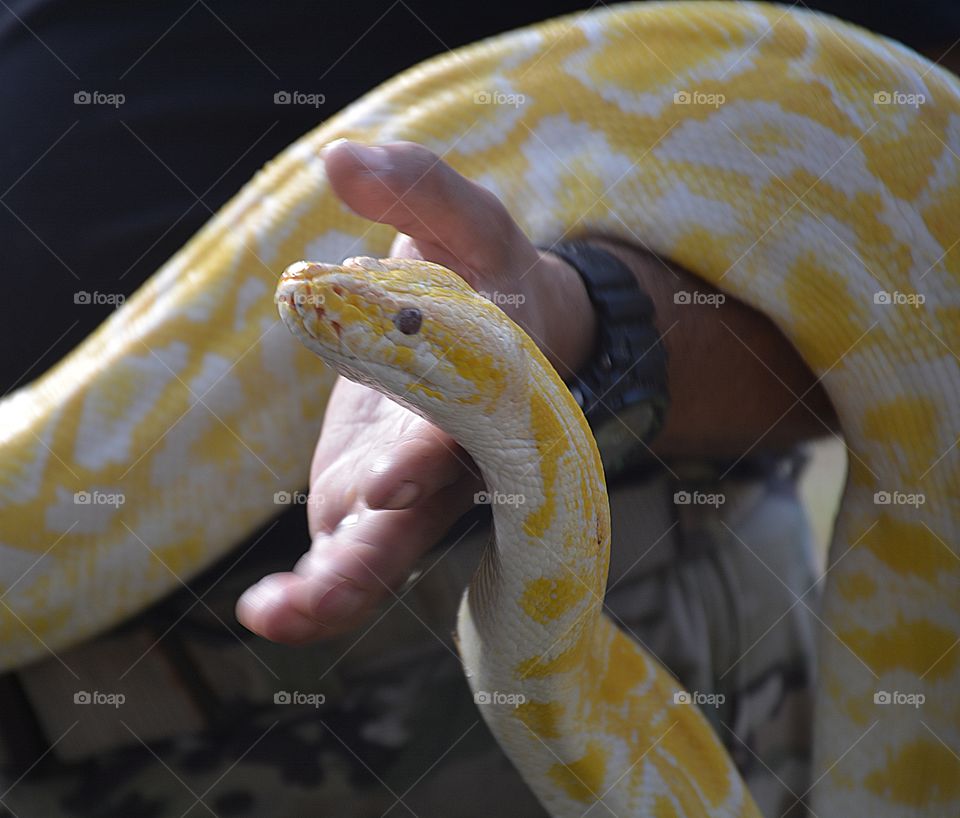 Wild Animals of The United States Foap Missions - A man display a large Yellow Boa Constrictor during an open house. These snakes grow to be lengthy and huge 