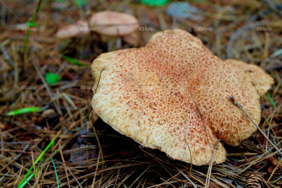 Mushroom 2 