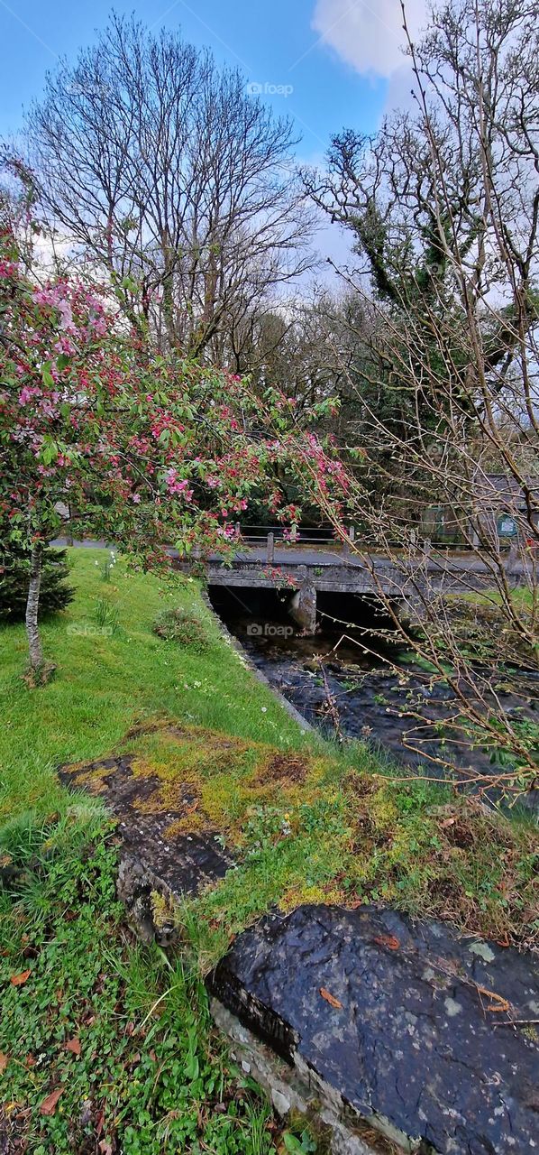 village tree river bridge