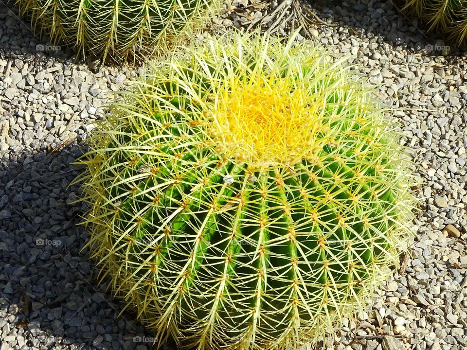 Cactus