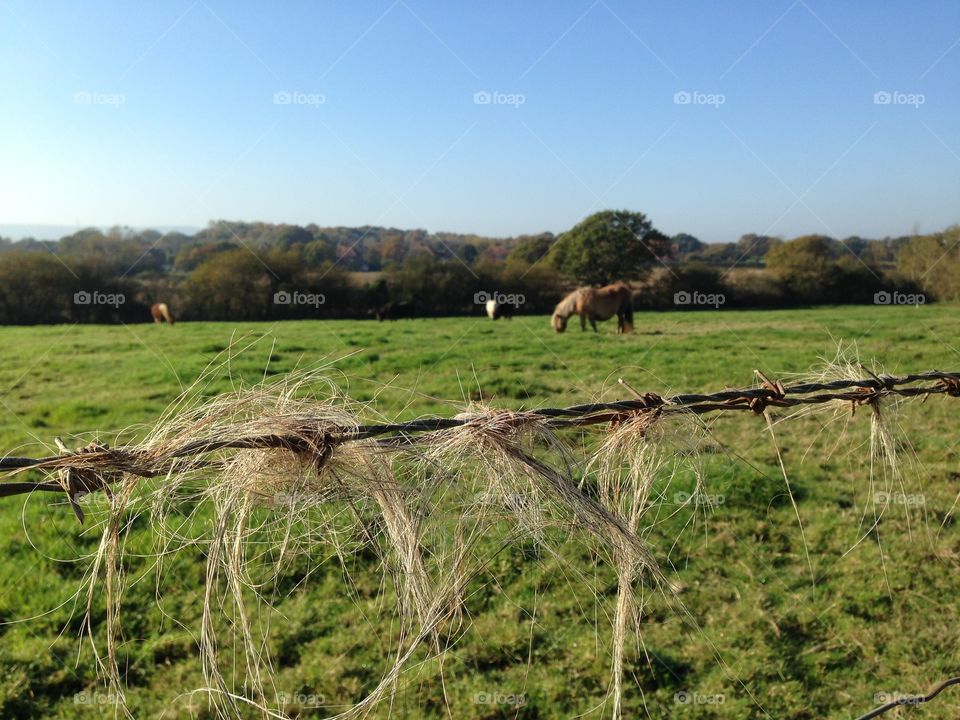 Fur left behind. Lovely scene whilst out for a walk
