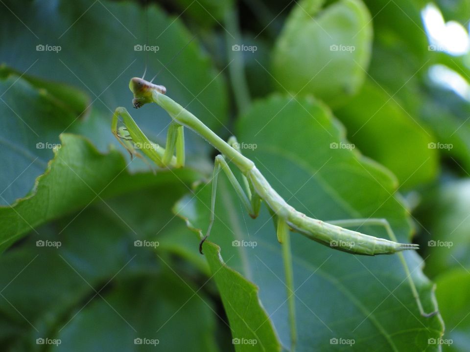 Praying Mantis