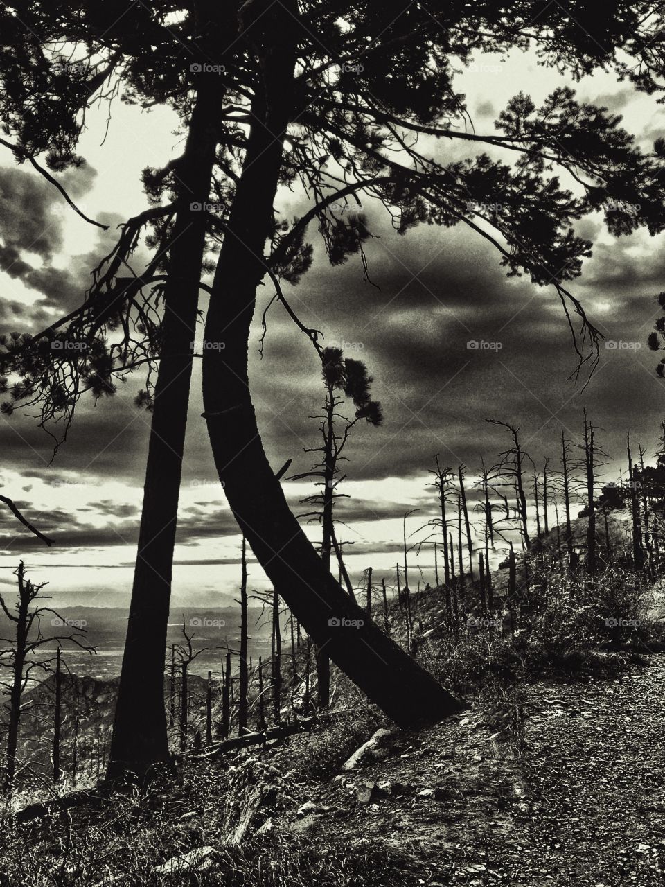 Tree, Wood, Landscape, Nature, No Person