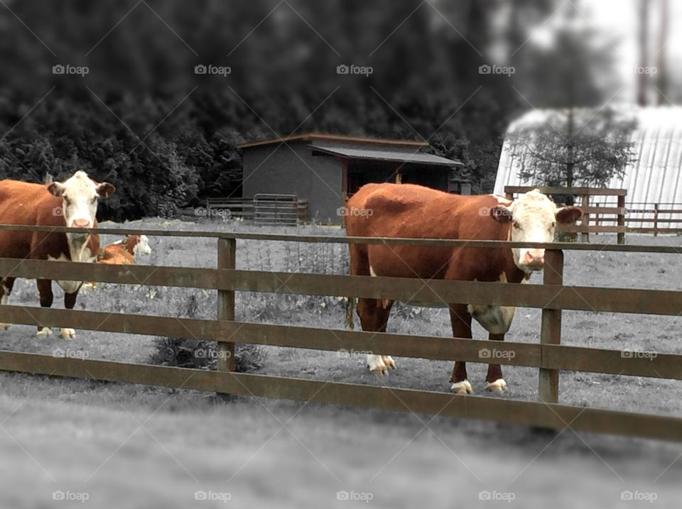 Jersey cows and calf. Jersey cows and calf