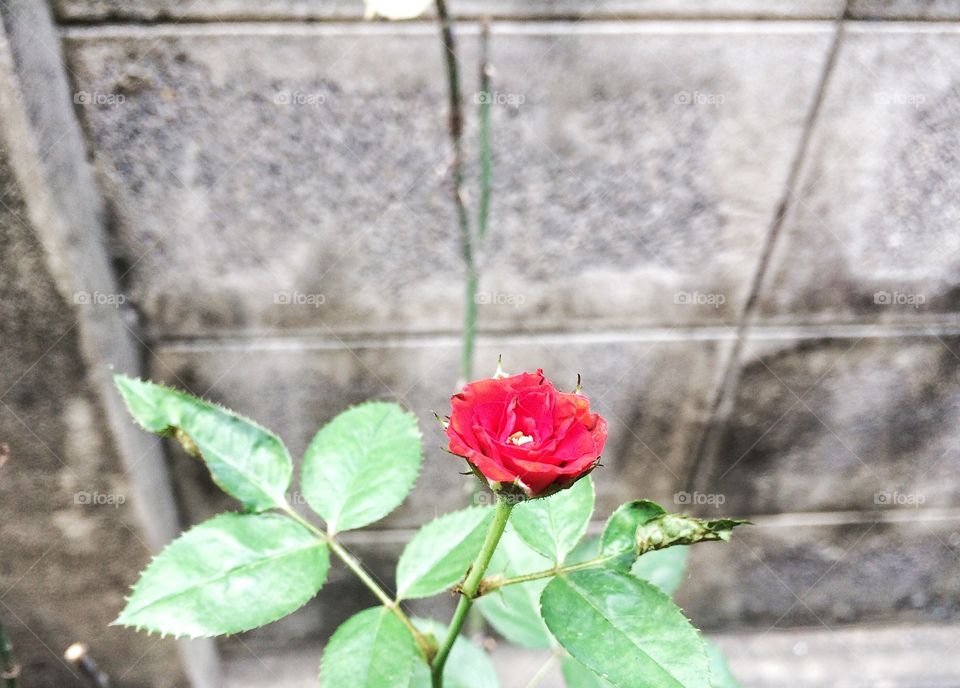 tiny red rose with brick wall background 