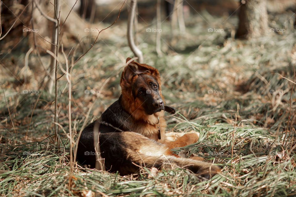 German shepherd 7-th months old puppy in a spring park