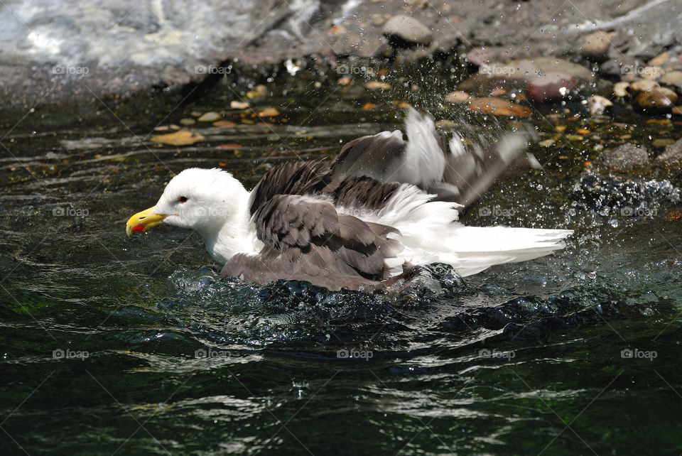 nature bird zoo bath by delvec