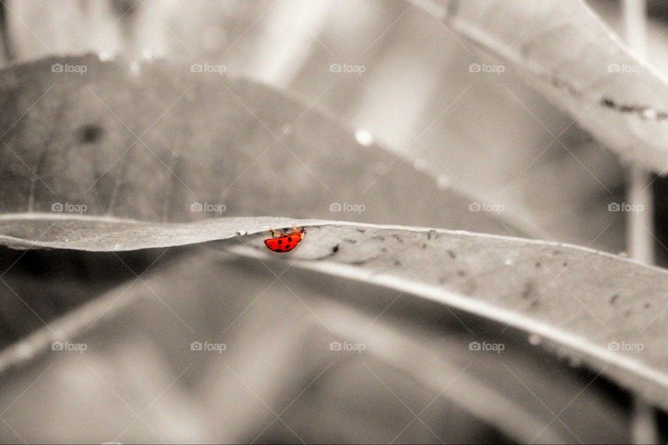 Ladybug