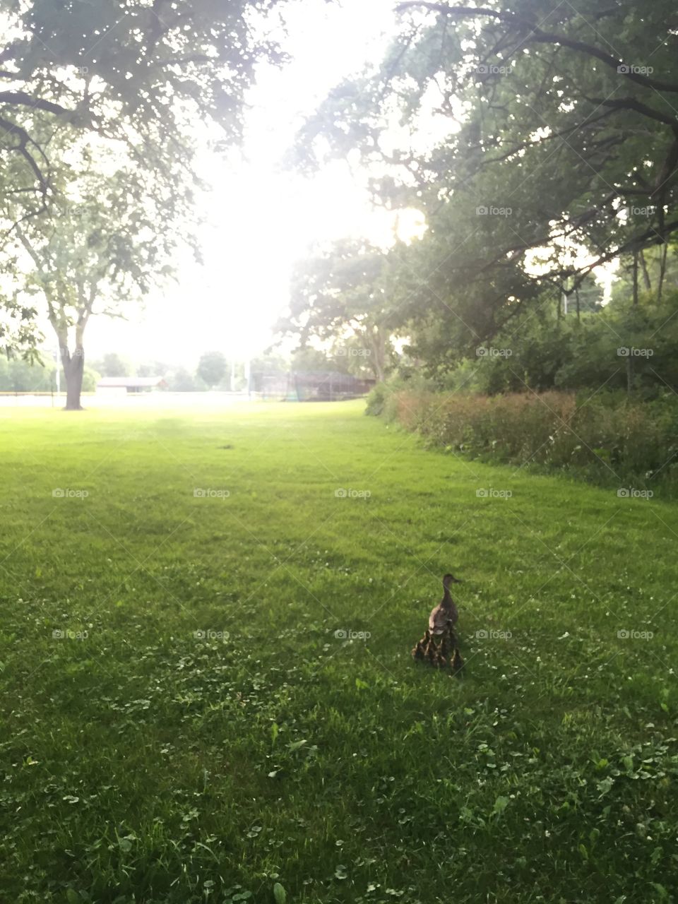 Mother duck with here babies