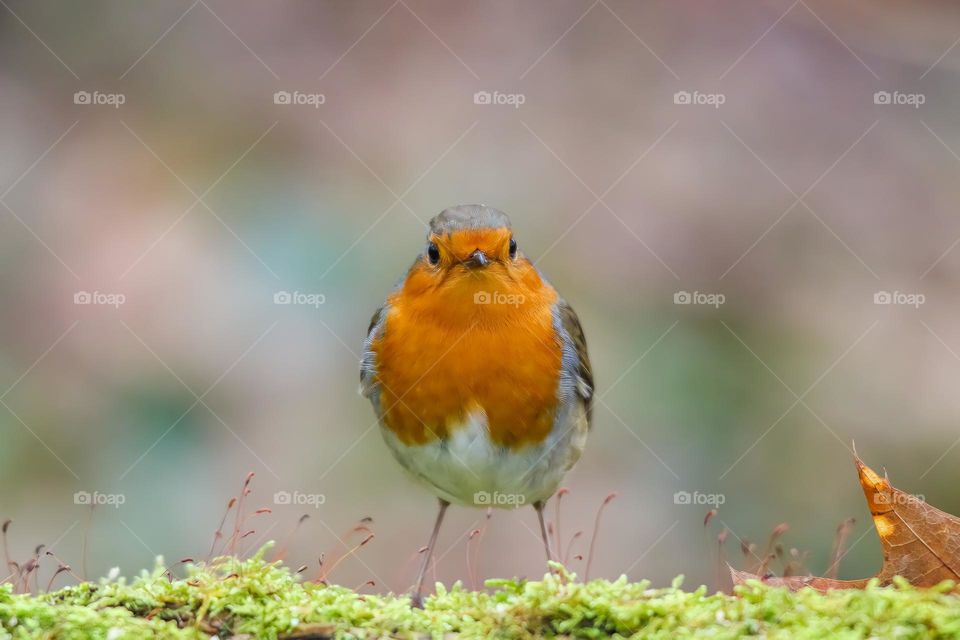 Robin in the forest