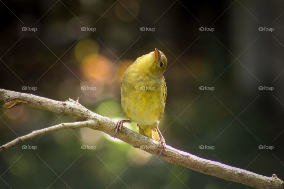 Female weaver bird