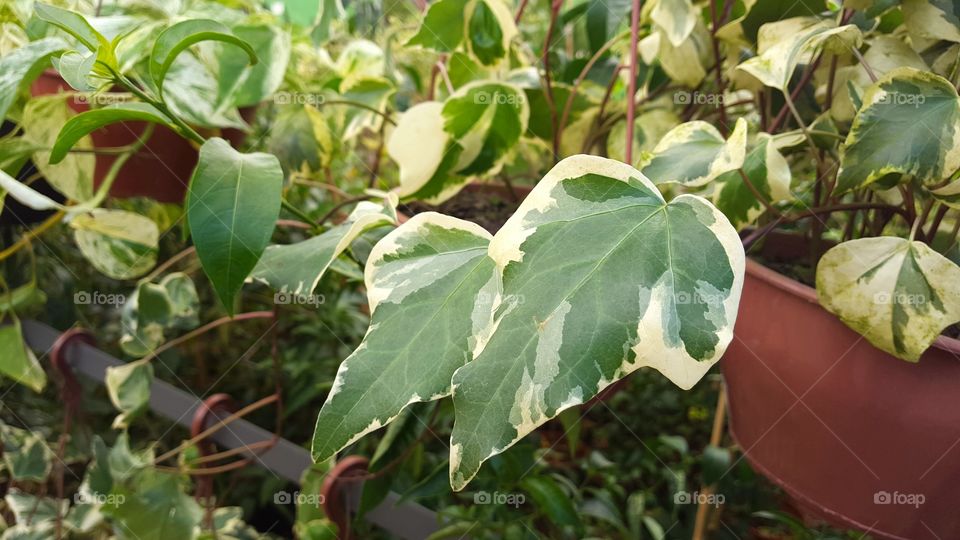 Plant - Ivy