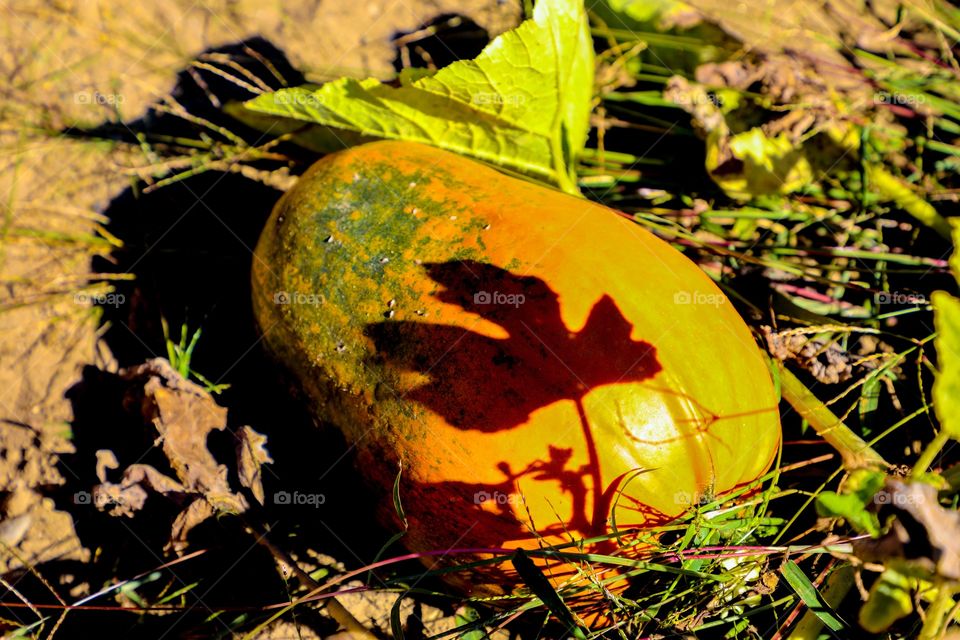 Pumpkin with leaf shadow