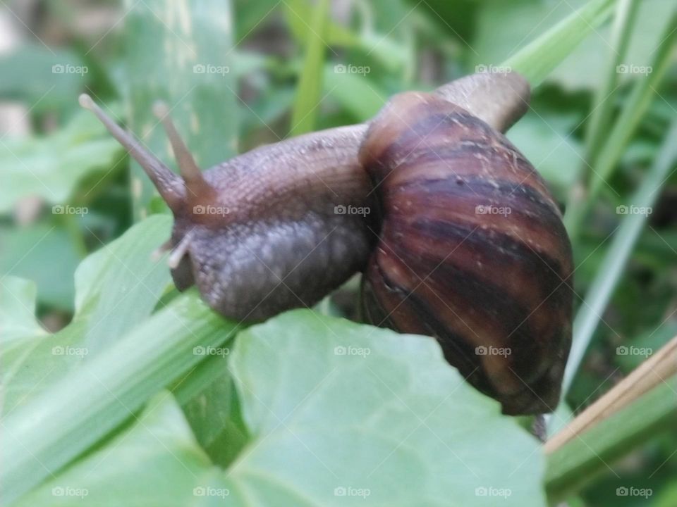 Snail in Srilanka