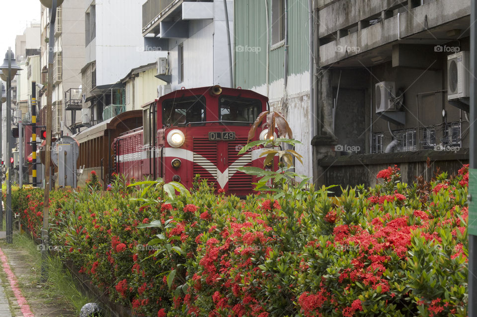 Taiwan Cypress Train