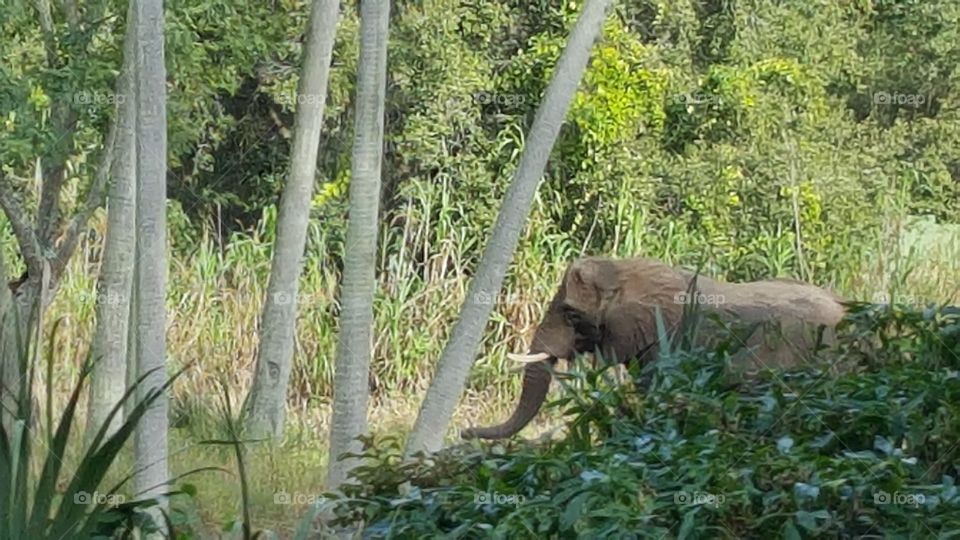 An elephant emerges from behind the brush.