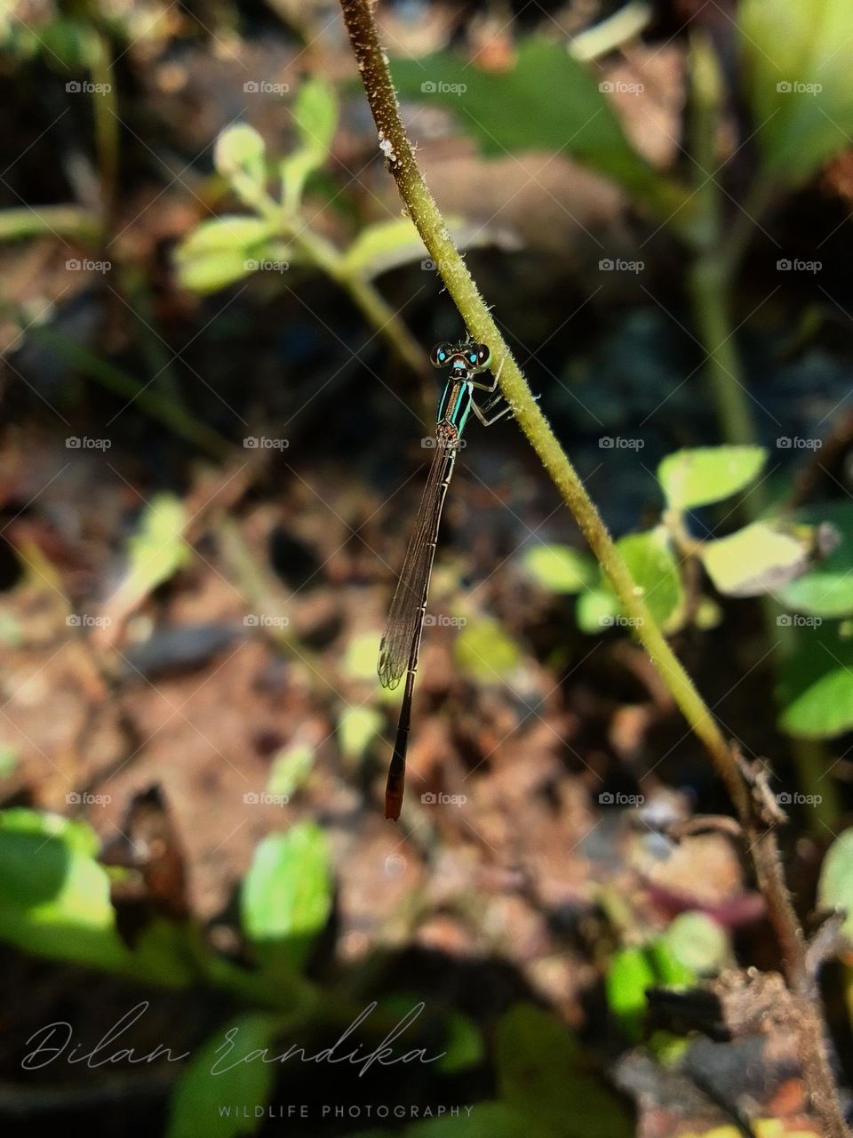 Dragonfly sri lanka