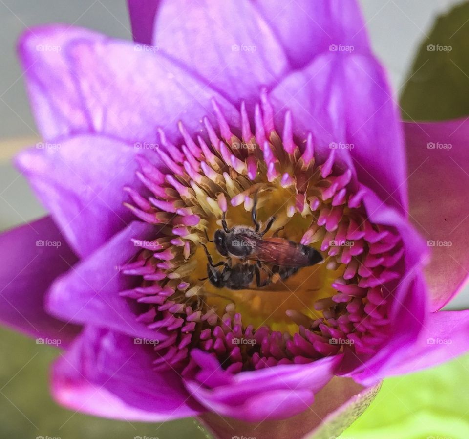 Bee is  finding honey inside beautiful lotus