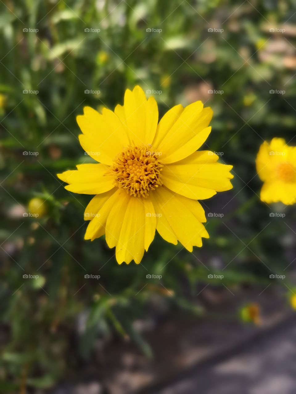 Yellow flower