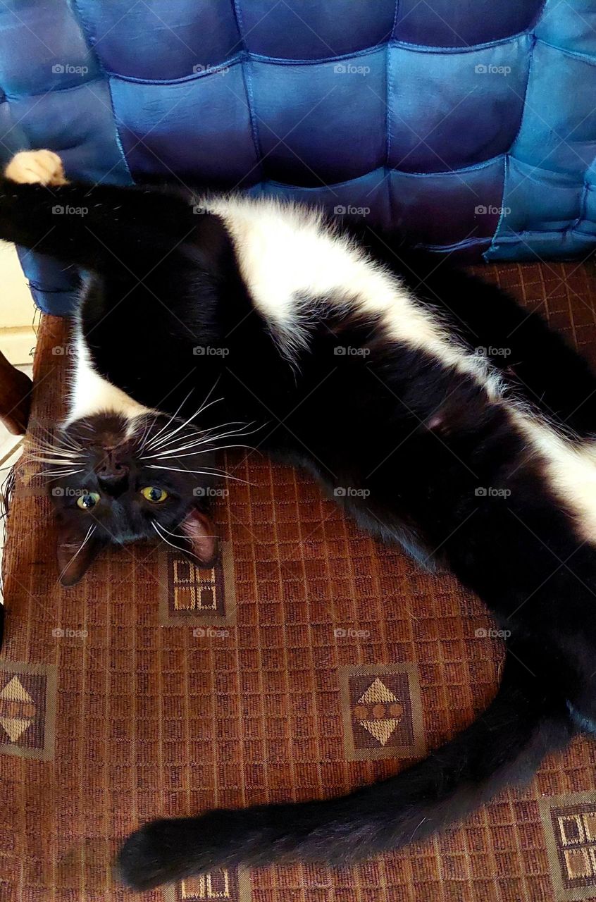 cat lying on chair stretched out lying upside down