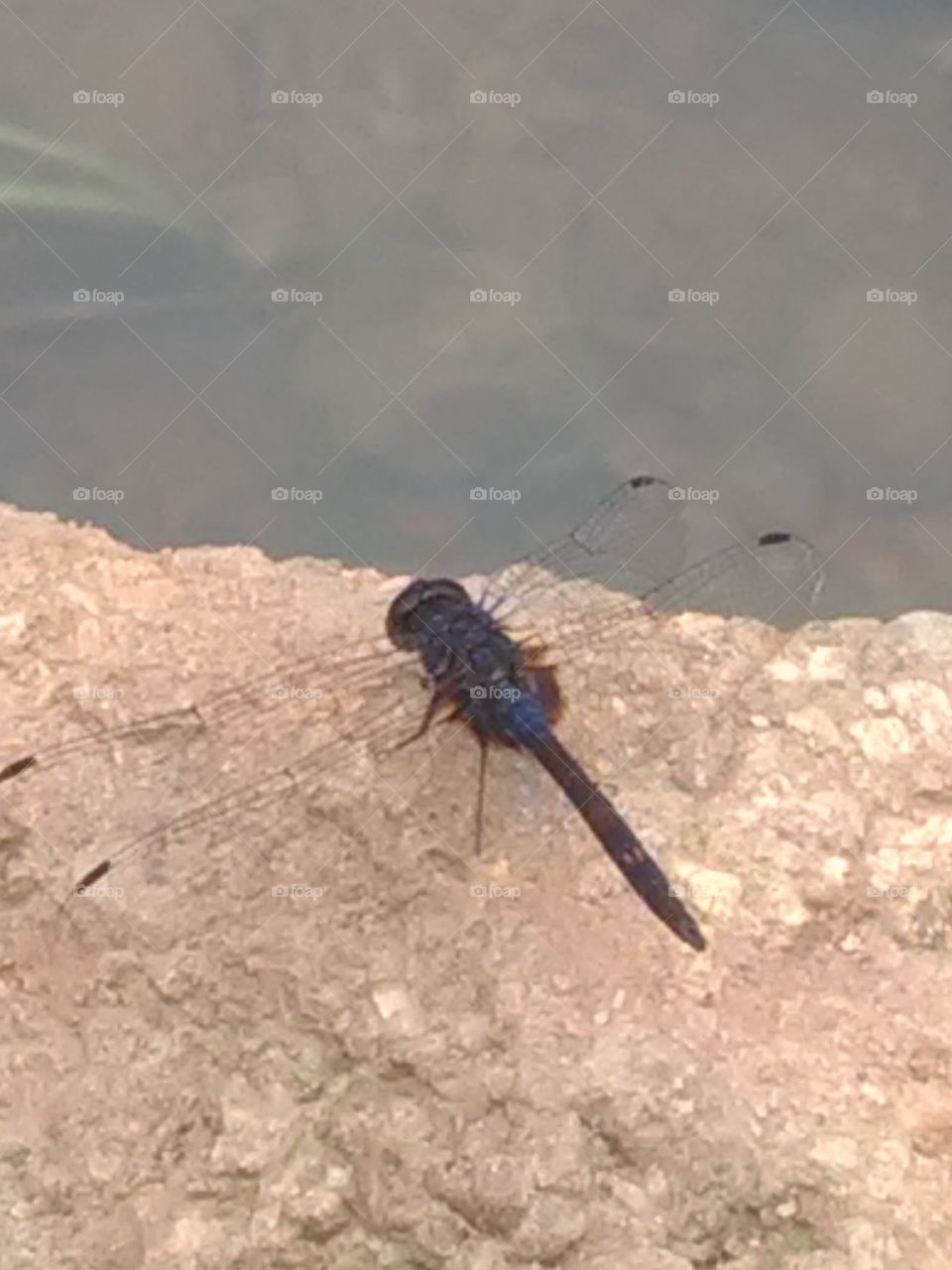 When it is alive and young, then it is very rare that one place does not stay.