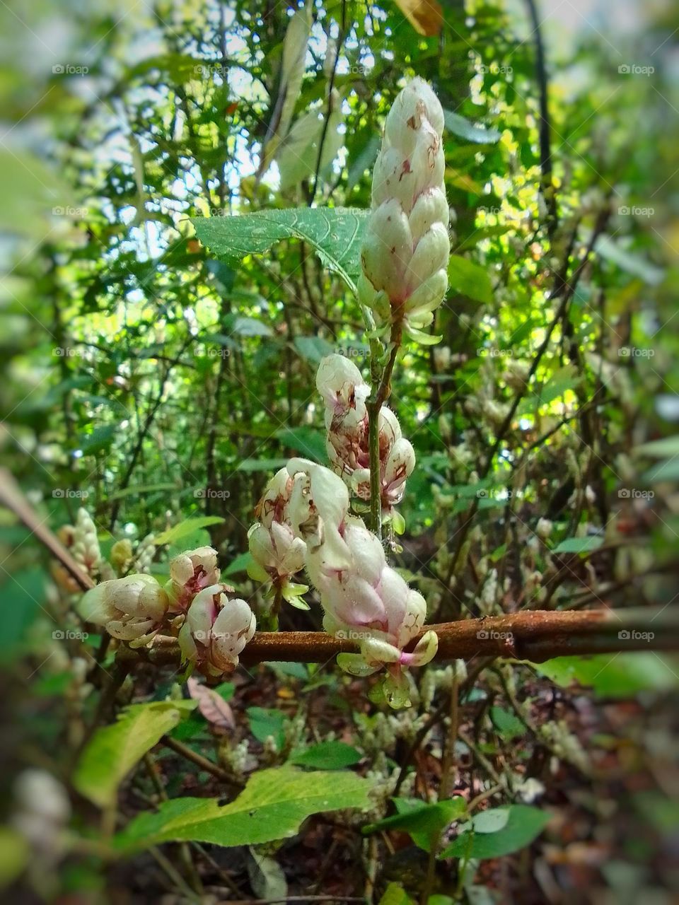 Neluu flower .
kanneliya forest sri lanka
