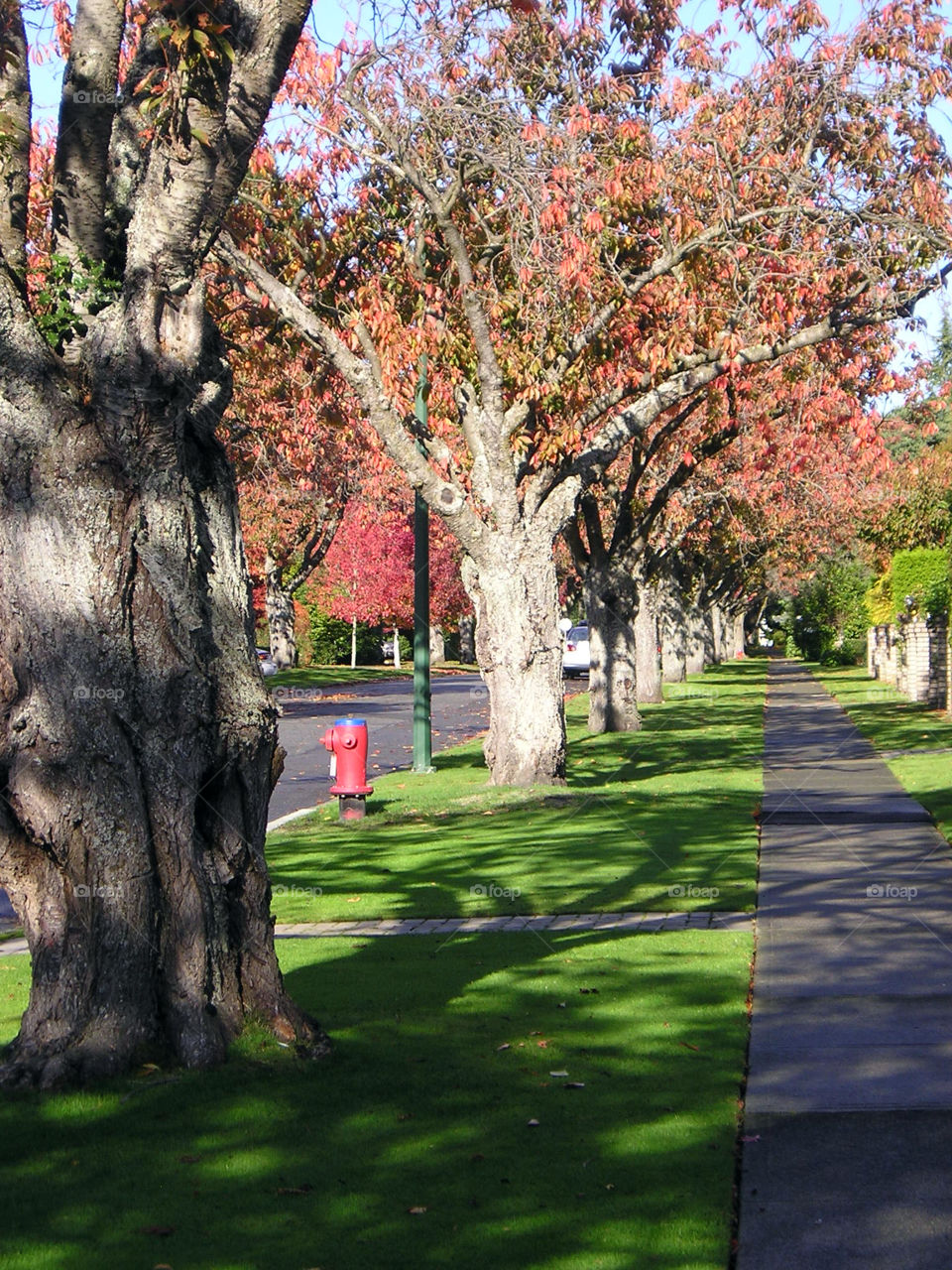 Complementary Colour pathway