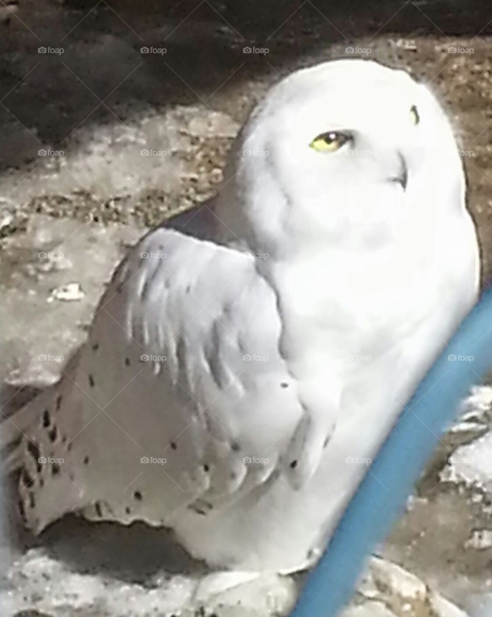 snow owl. took this pic at wyse marsh we had such a connection