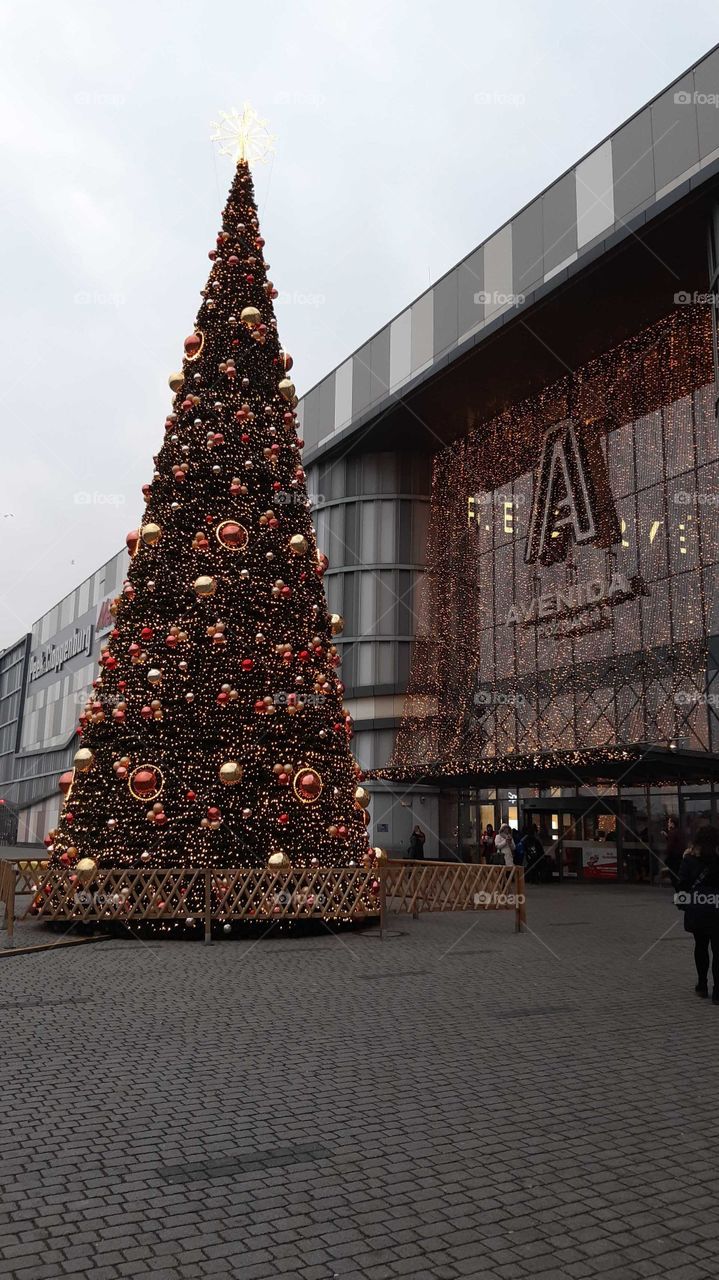 Christmas, Winter, Christmas Tree, Street, No Person