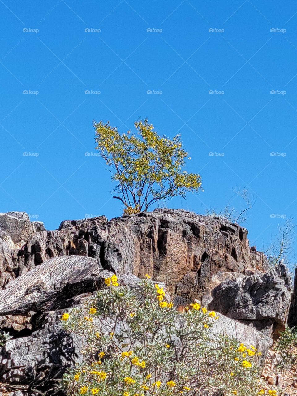 The small bush with its bright yellow, catches the eye, especially against the brown.