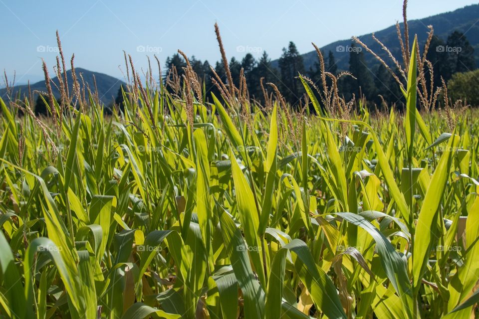 Field, Grass, Growth, Flora, Agriculture