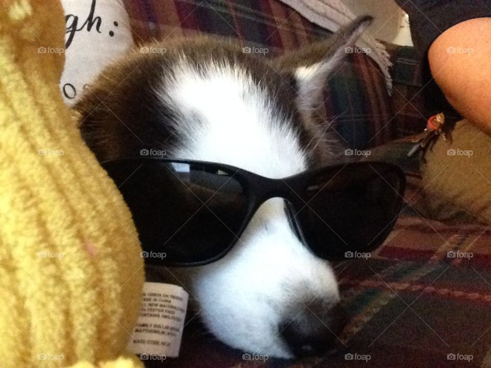 Puppy chillin with his glasses