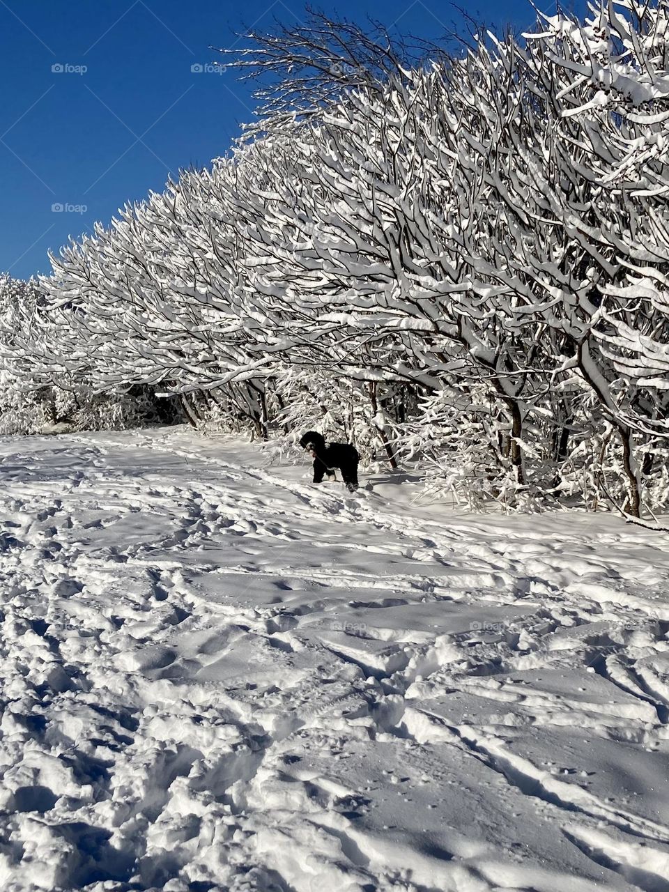 Bernedoodle takes a break near some snow covered Sumac trees.