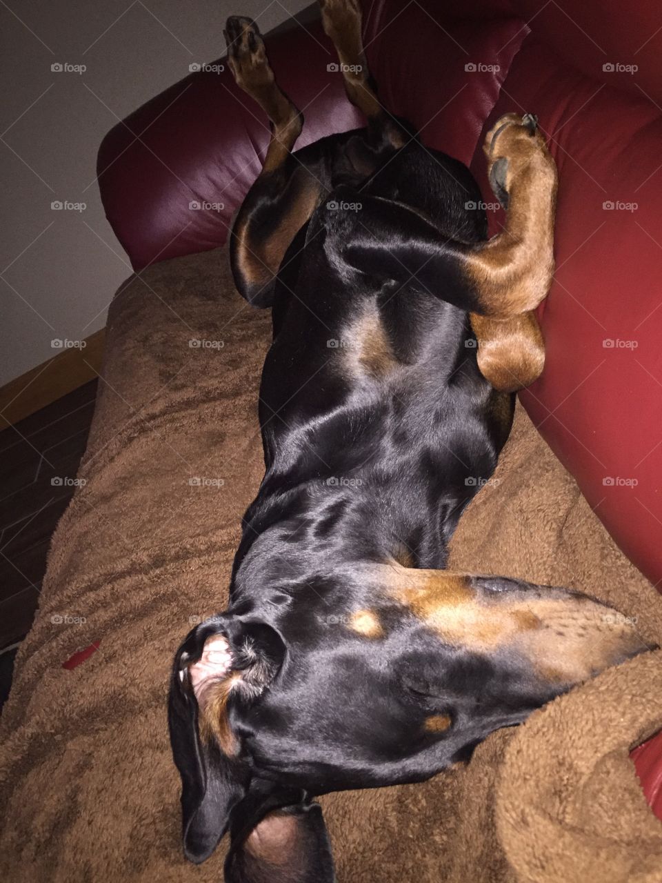 Tired and relaxed doberman