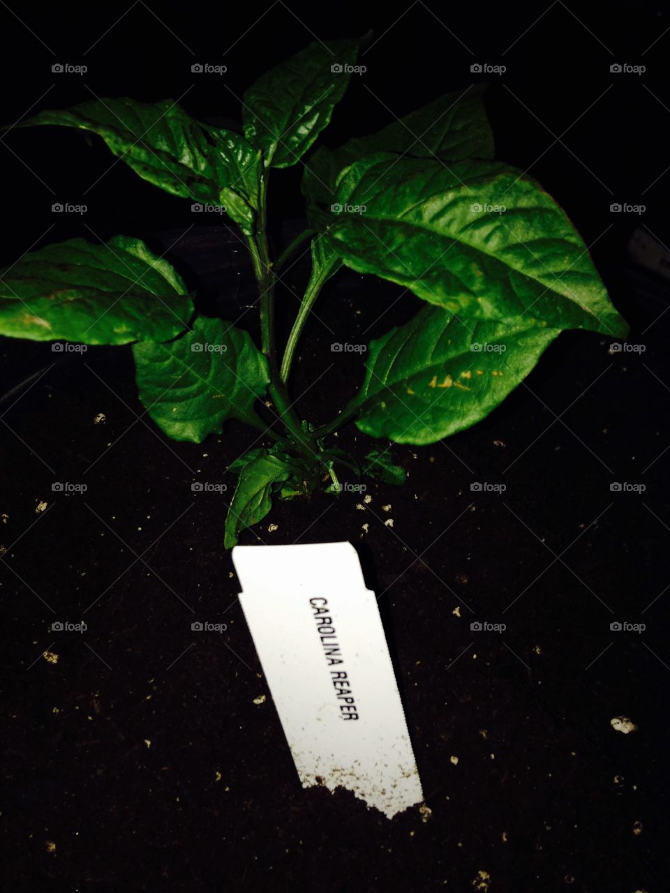 Carolina reaper pepper plant . Potted hottest pepper on the world 