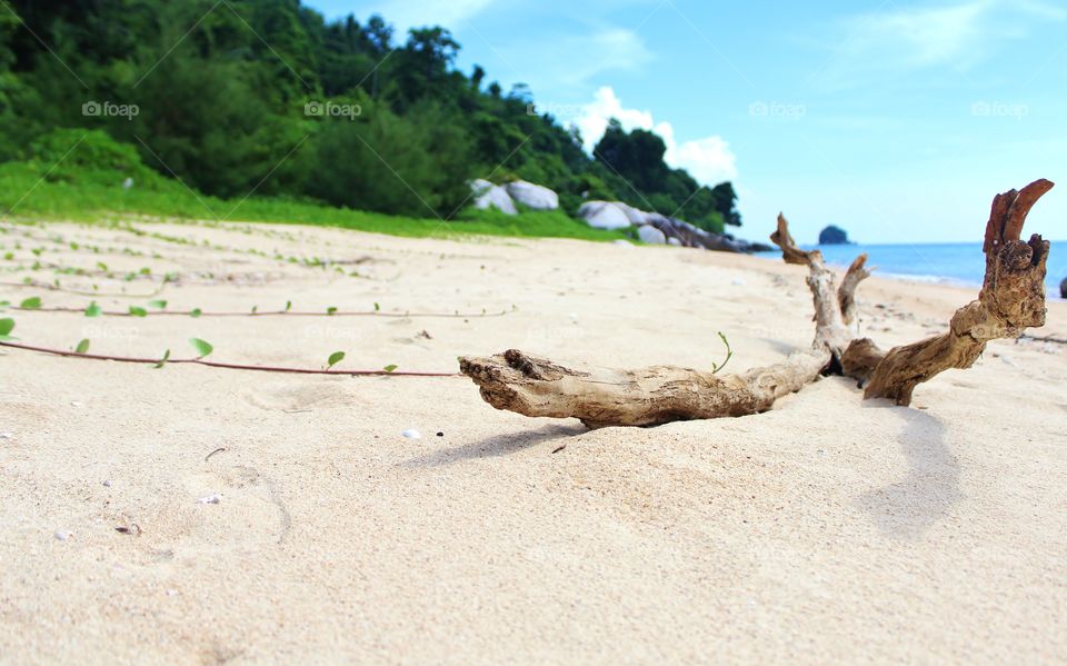 wood by the beach