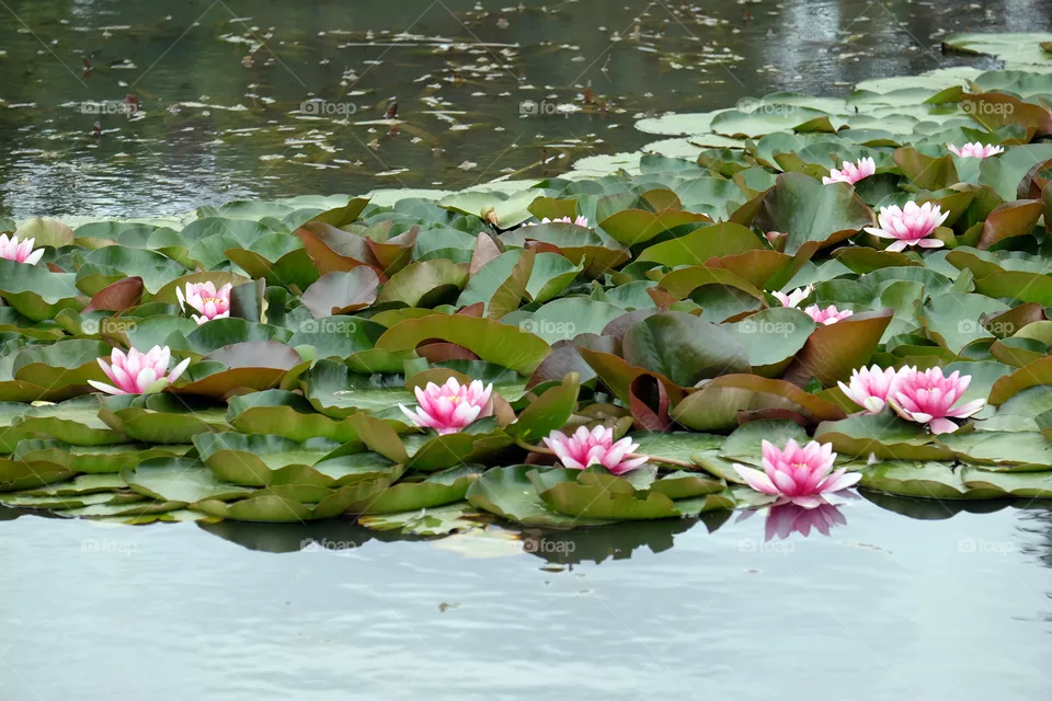 Blooming  lotus