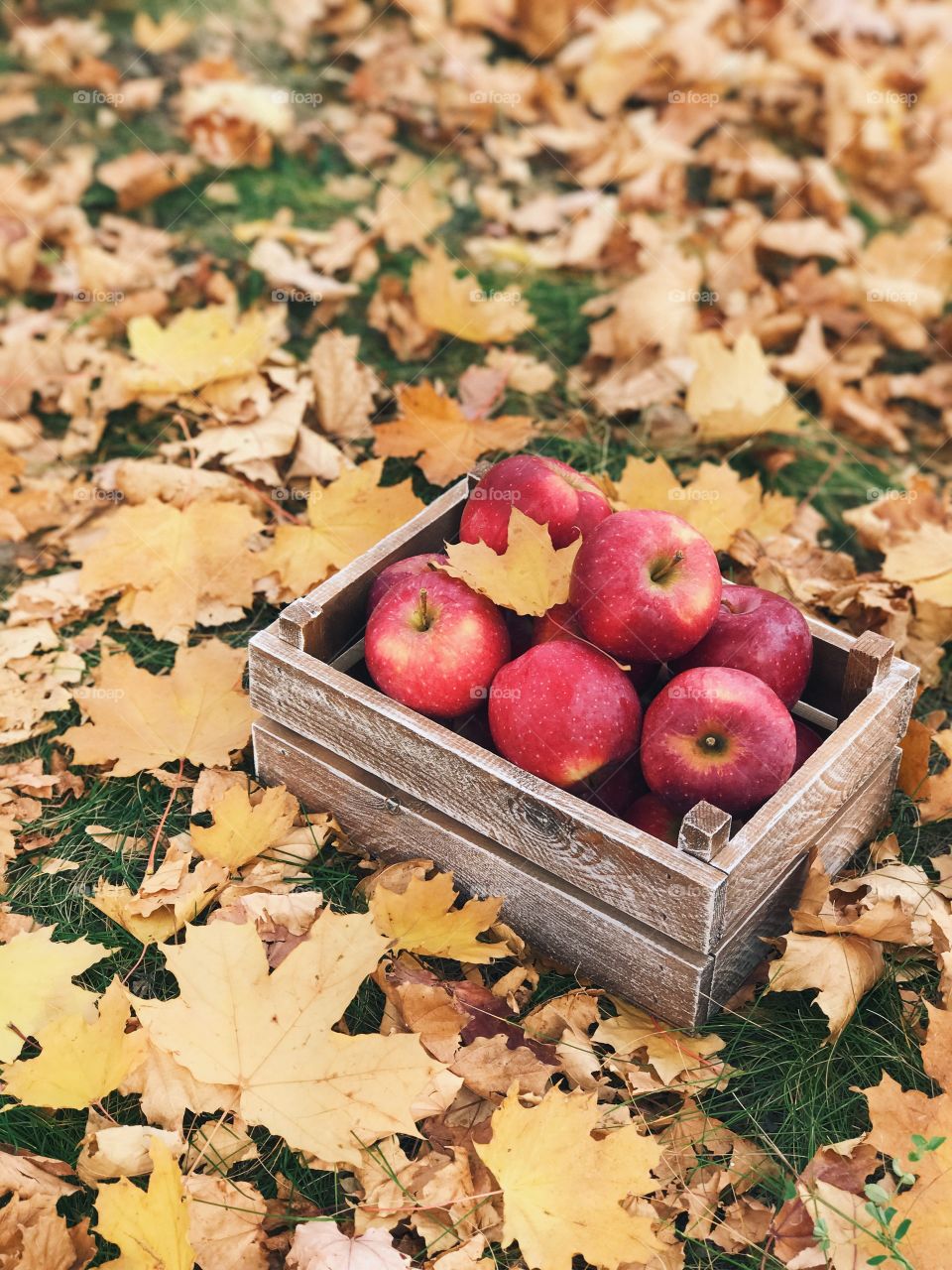 Autumn apples with leaves. Cozy photo 