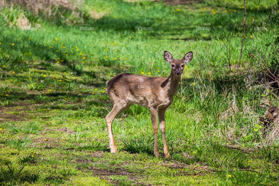 Beautiful brown colour deer