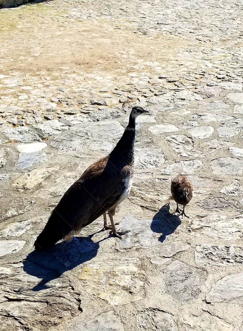 Mama and Baby Peacock