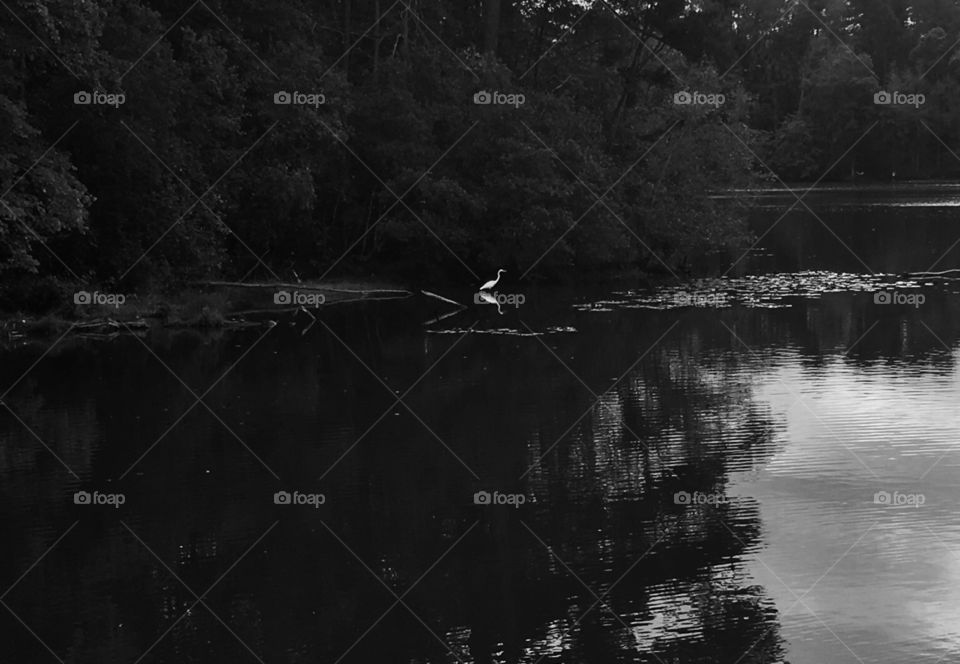 The lone heron