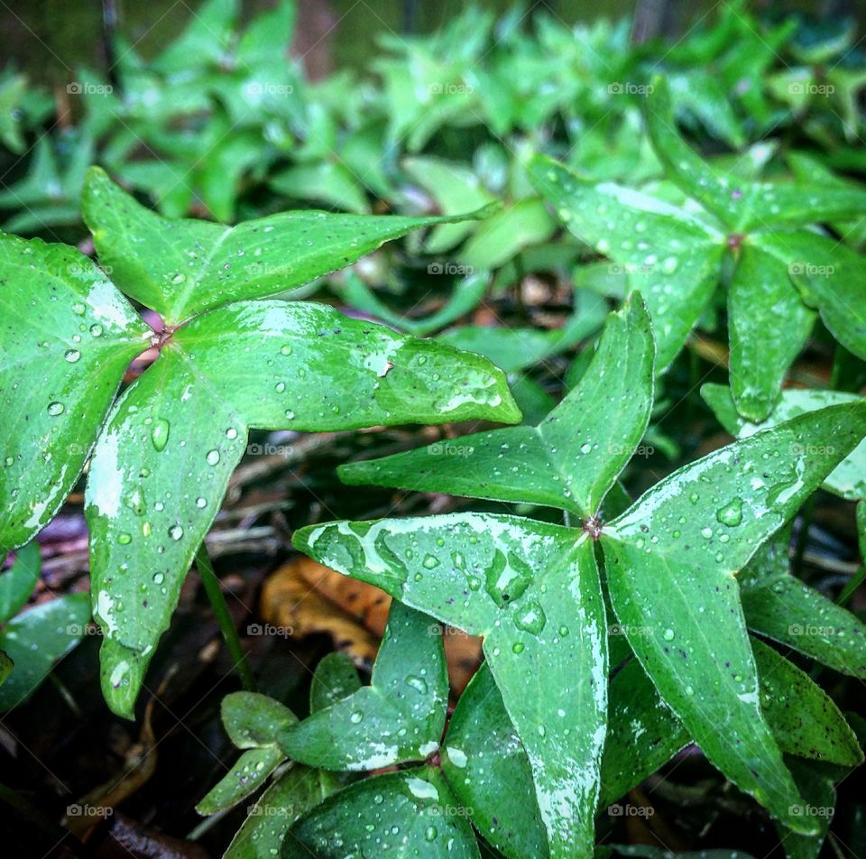 Beautiful green after a summer rain 